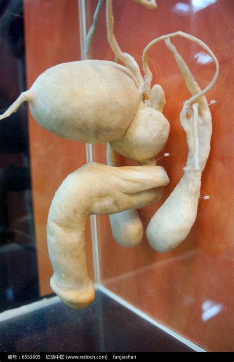 古代 現代 男人性器官